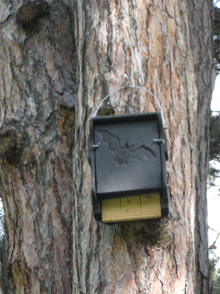 Photo d'une boite noire installée sur un arbre. Celle-ci va attirer les chauve-souris afin de les répertorier.
