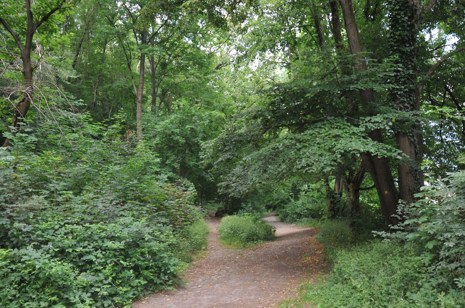 Forêt de la Frange verte