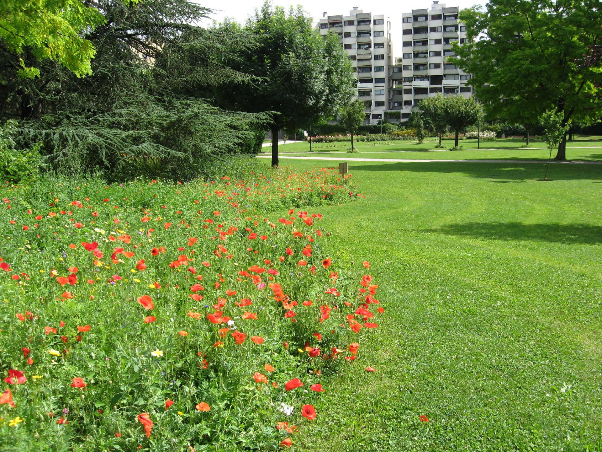 Une prairie naturelle jouxte un espace vert tondu dans le parc Maurice-Thorez, avec les immeubles du quartier en fond d'image.