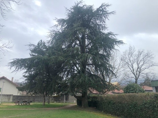 Vue sur le parc les Ecureuils. Nous voyons un grand sapin, quelques arbres, des buissons et un banc pour s'assoir. 