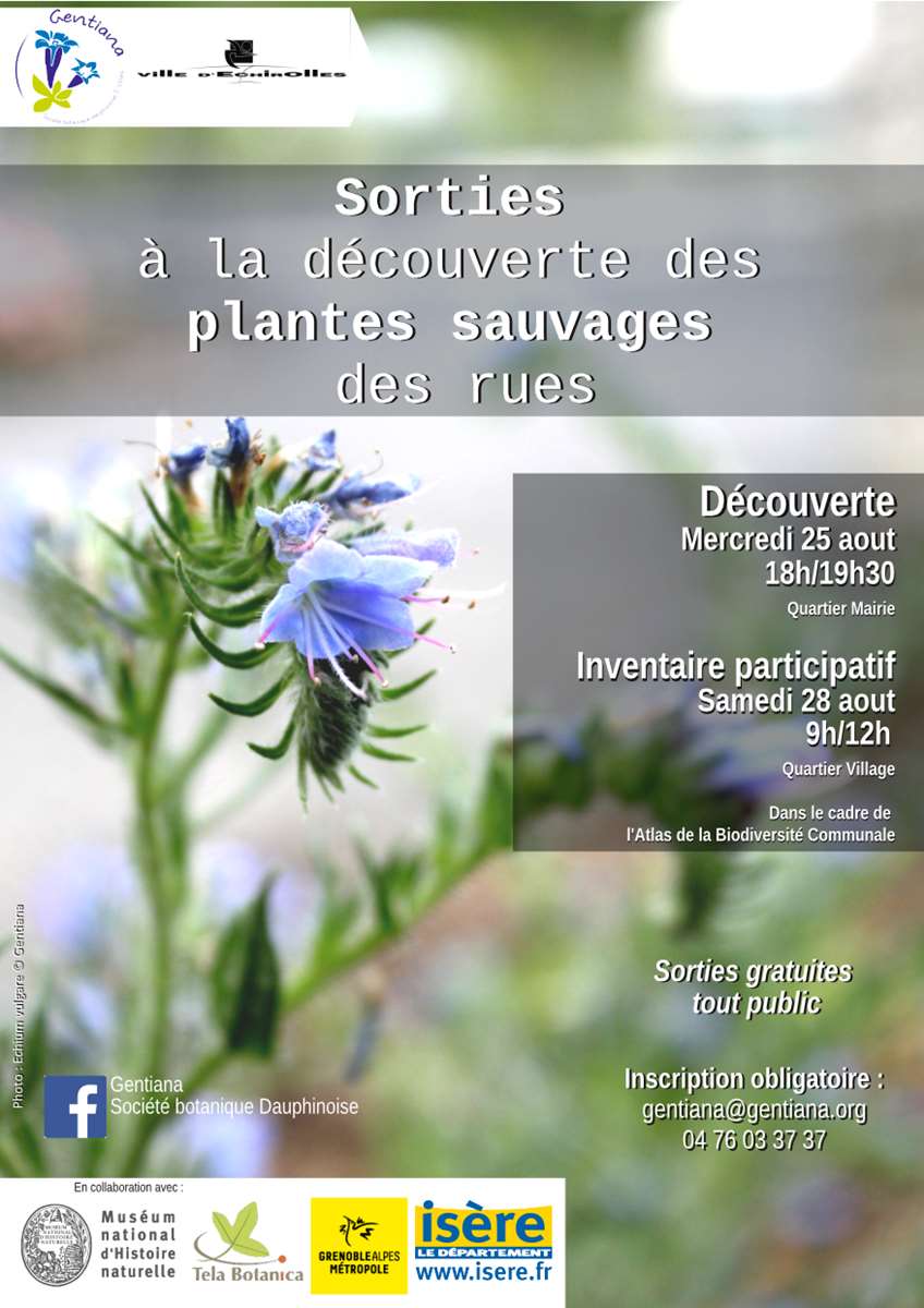 Sorties à la découverte des plantes sauvages des rues Sorties à la découverte des plantes sauvages des rues