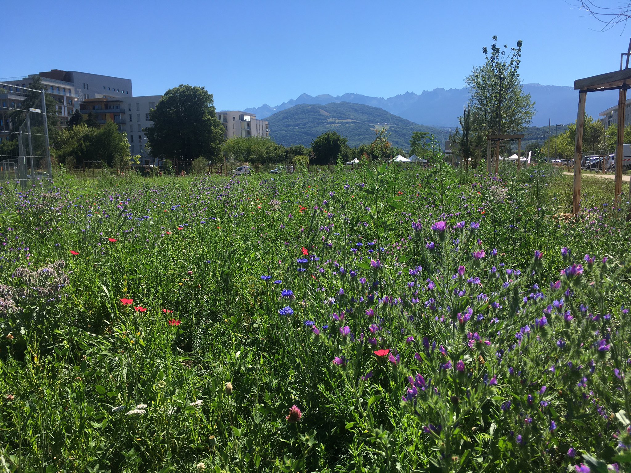 Parc de la croix-de-vérines en fleurs