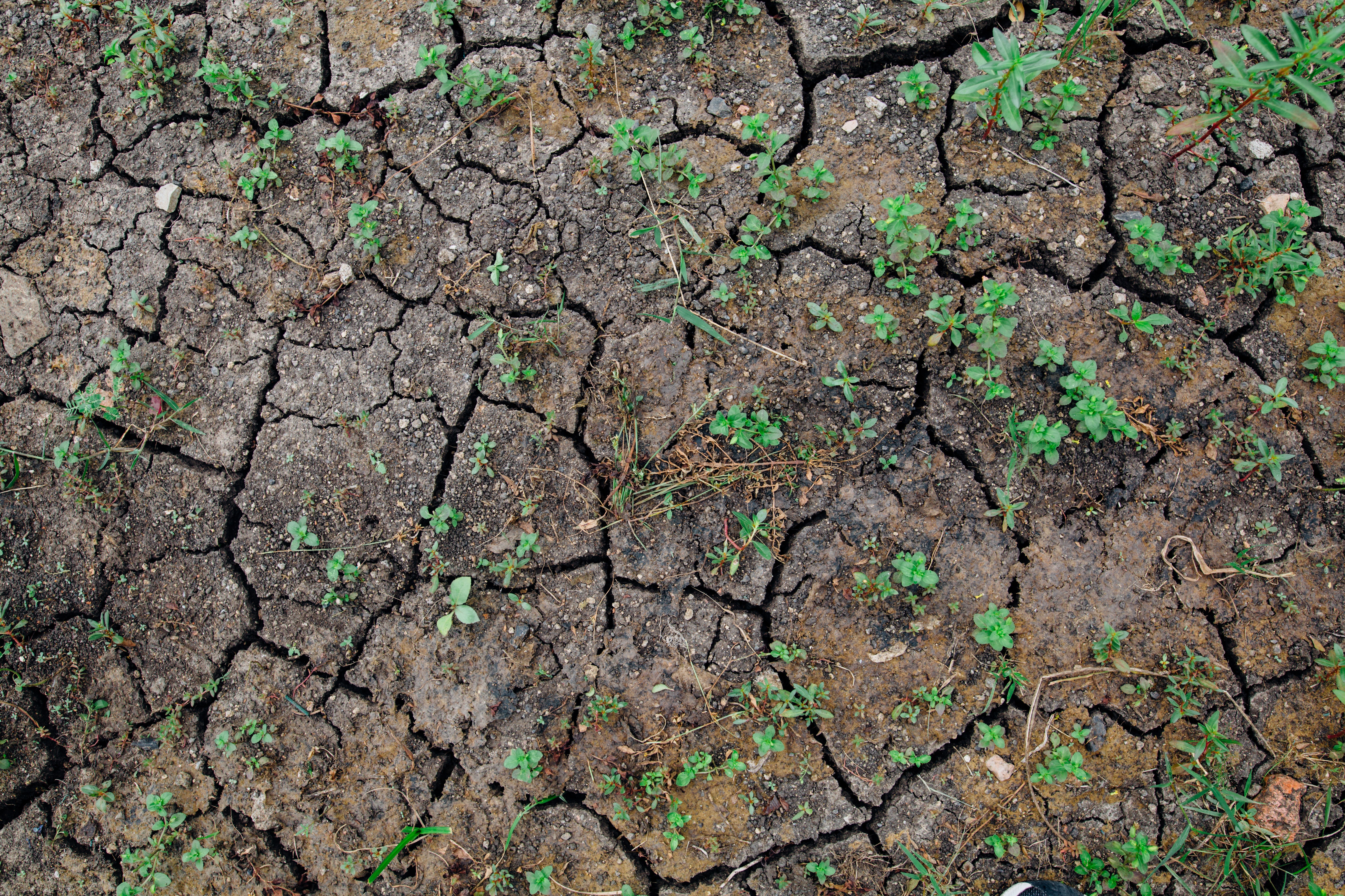 Photo d'un sol en terre craquelé, à cause de la sécheresse