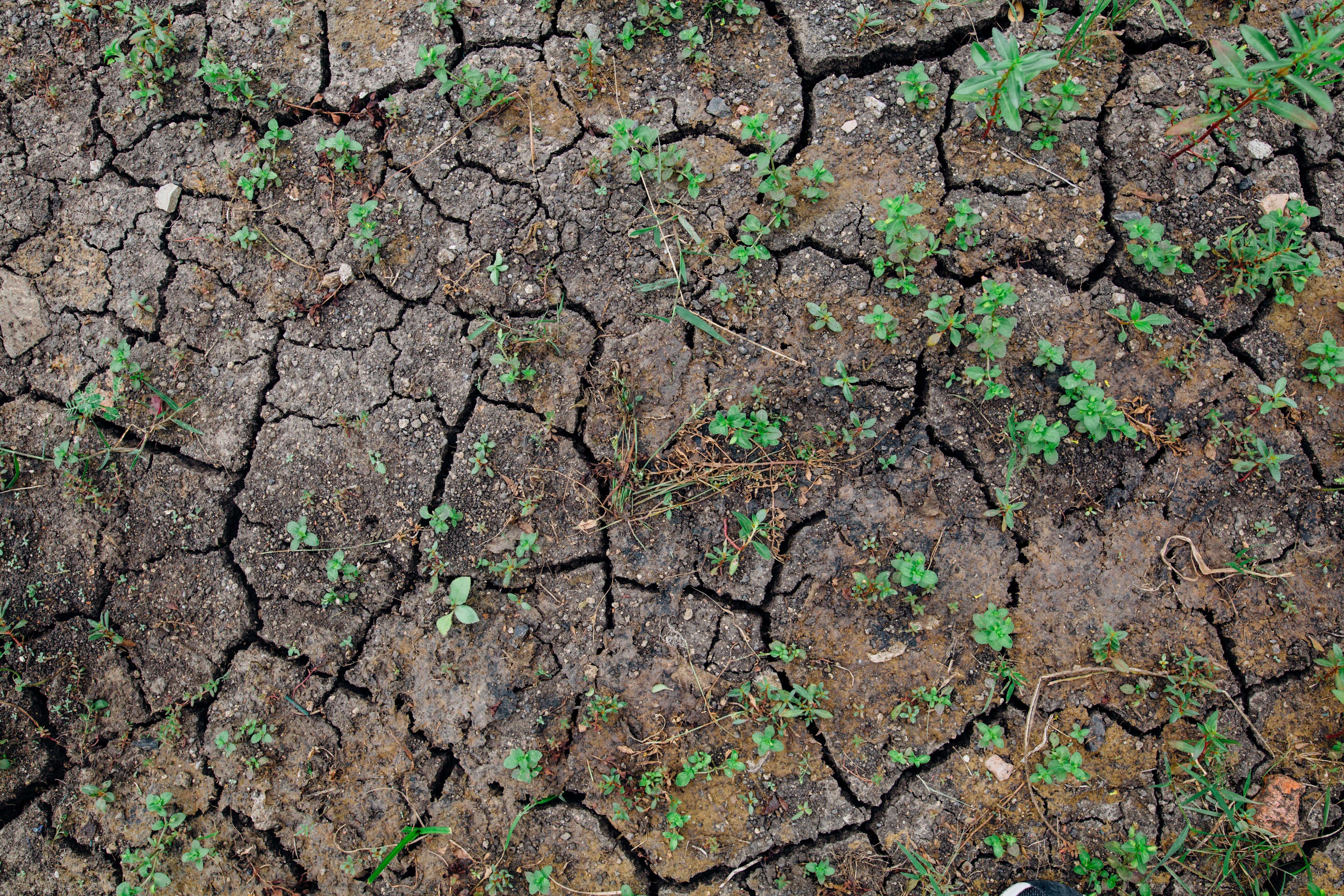 Alerte sécheresse de niveau 4/4 sur le territoire métropolitain Photo d'un sol en terre craquelé, à cause de la sécheresse