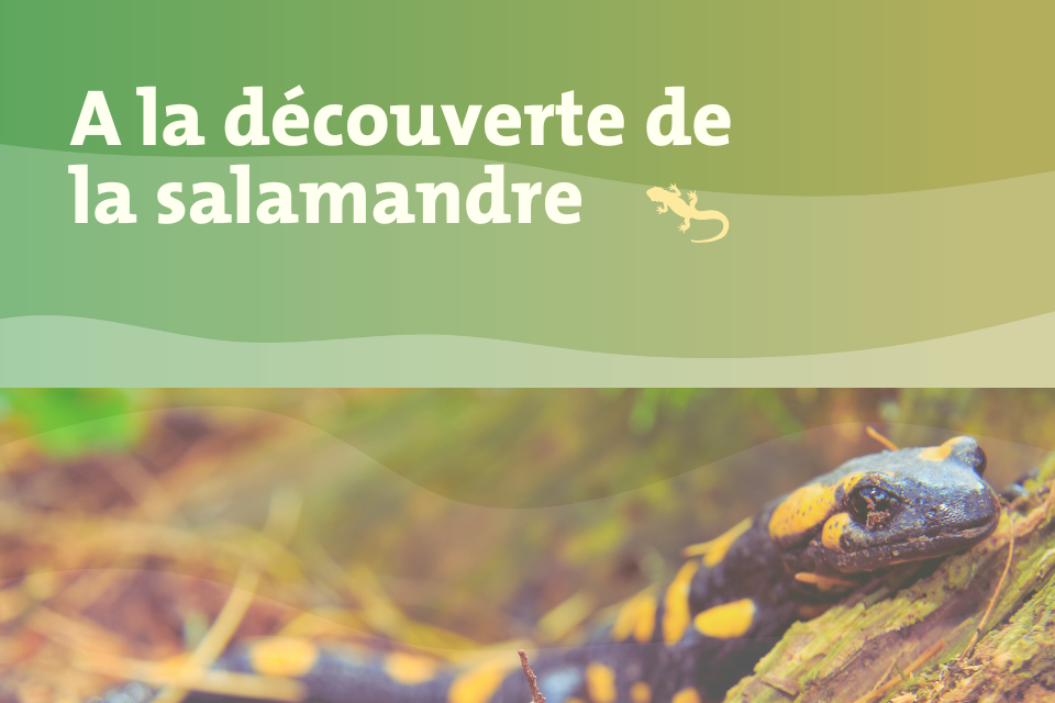 A la découverte de la salamandre Photo d'une salamandre tâchetée