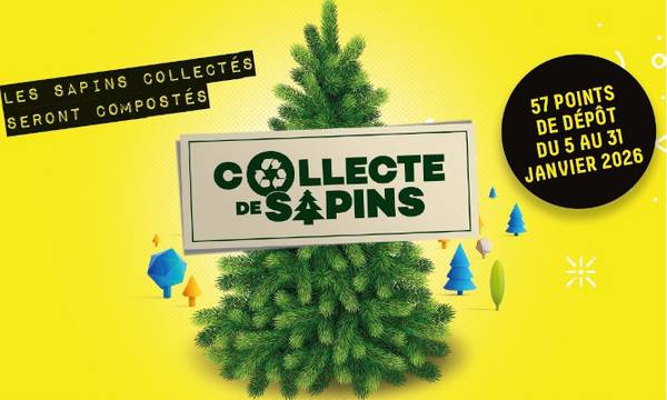 Collecte de sapins.jpg