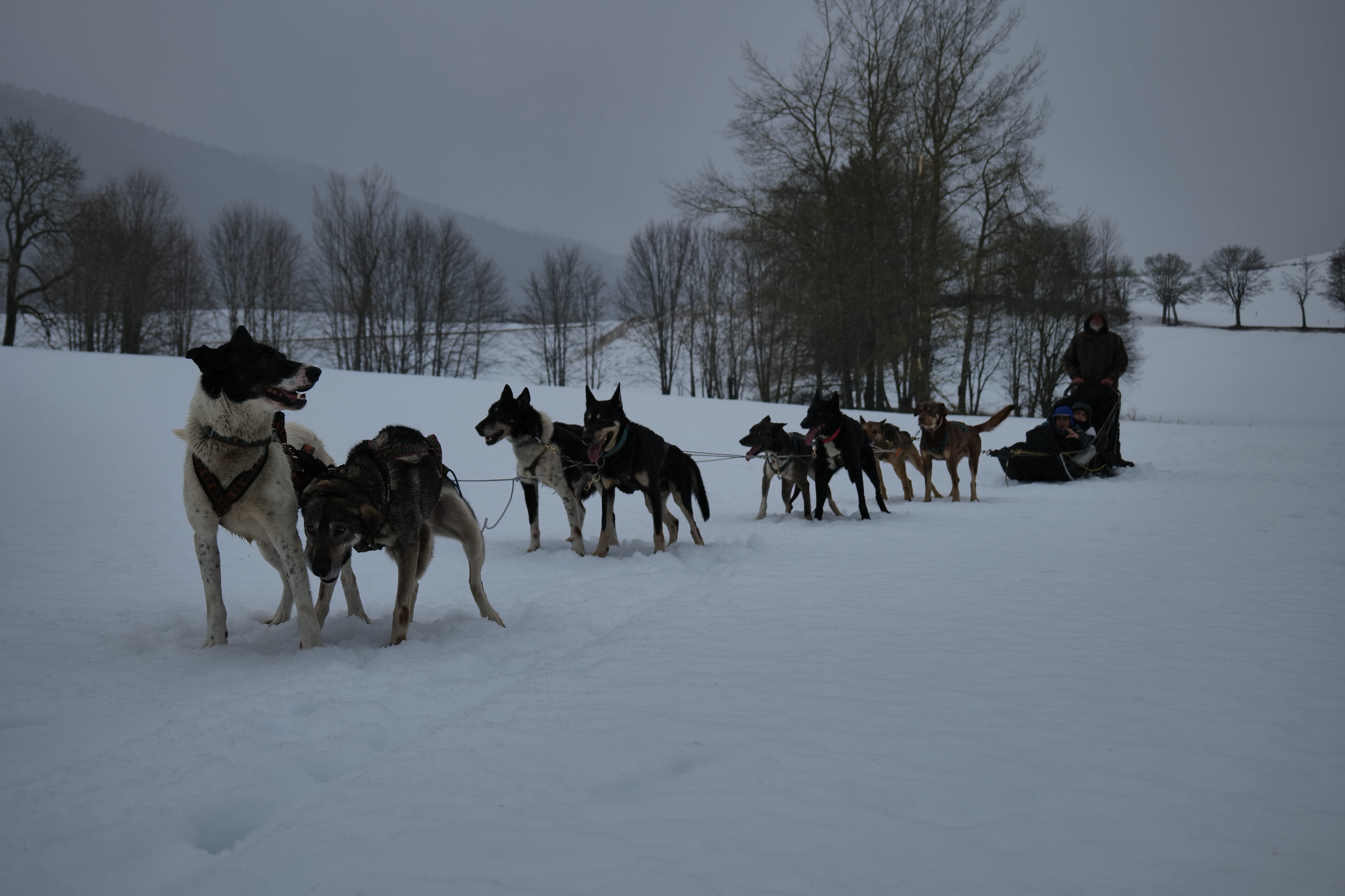 L'activité chien de traineau a plu aux petits comme aux grands !