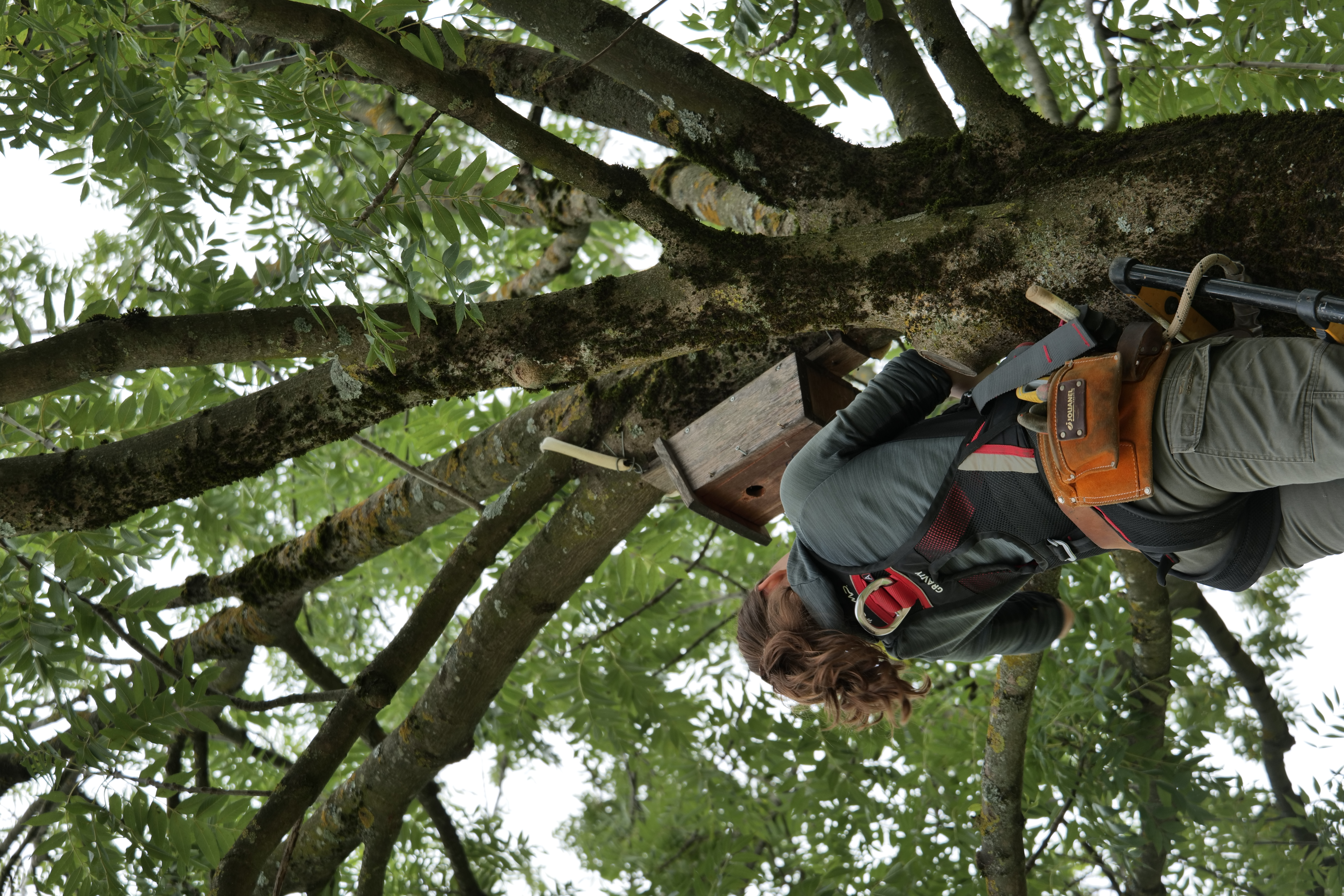 Nichoir dans un arbre du parc Maurice-Thorez