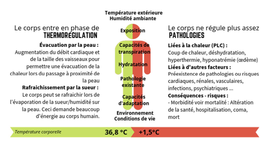 Schéma sur la thermorégulation lors de canicules