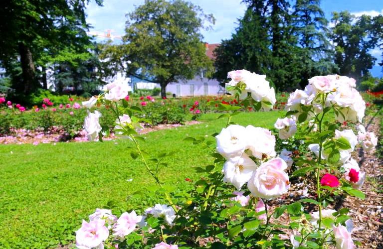 vue de la roseraie du Parc Géo-Charles. Les roses sont blanches et roses.