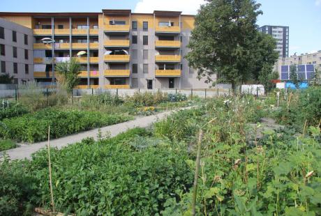  Les jardins partagés en pleine effervescence au Village Sud.