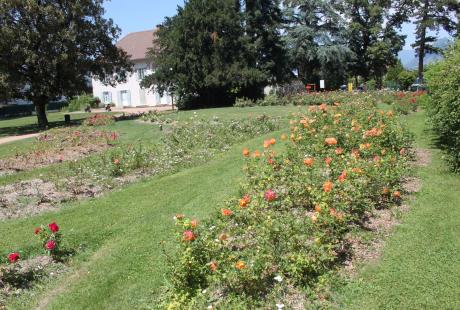 La roseraie du parc Géo-Charlesv avec le batiment abritant le musée du même nom en arrière plan.