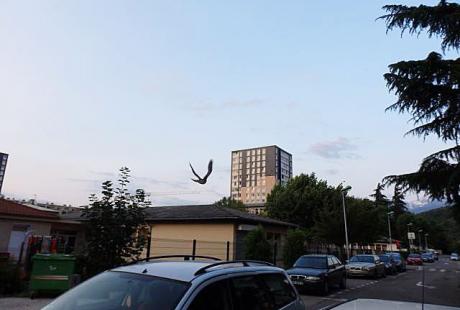 Dans l'attente de faucons crécerelles au Village Sud