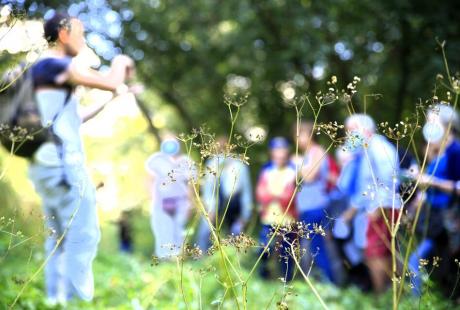 Le panais sauvage, ici au premier plan, pousse dans les recoins du parc Géo Charles