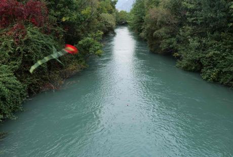 Des oeillets ont été lancés dans le canal des 120 toises.