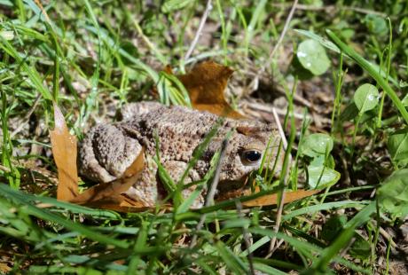 Le crapaud commun aime sortir la nuit