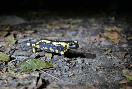 De nombreuses salamandres vivent à la Frange verte