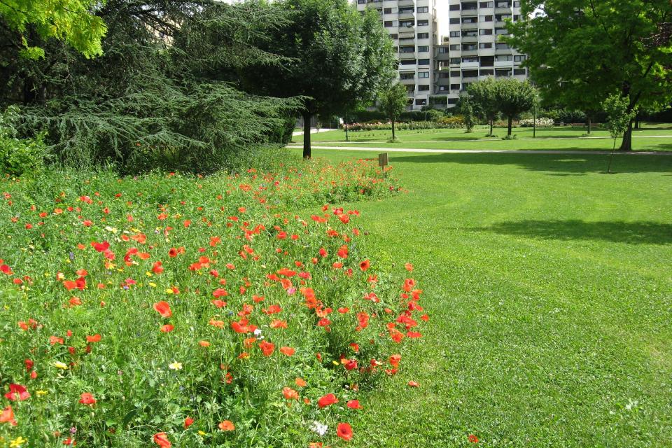 Vue du parc Géo-Charles. De multiples coquelicots poussent aux pieds des arbres.