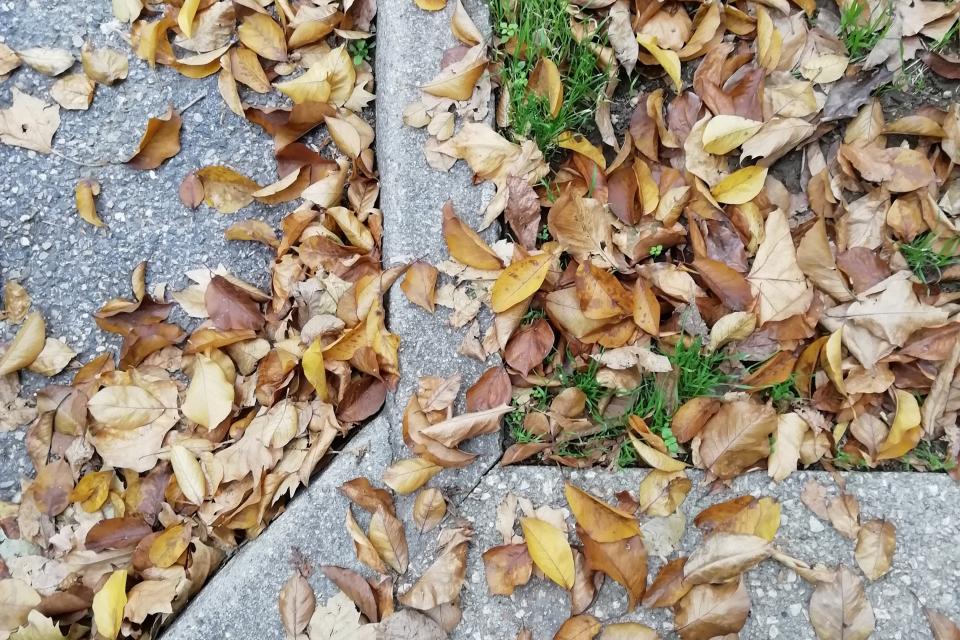 Des feuilles mortes maculent le sol.