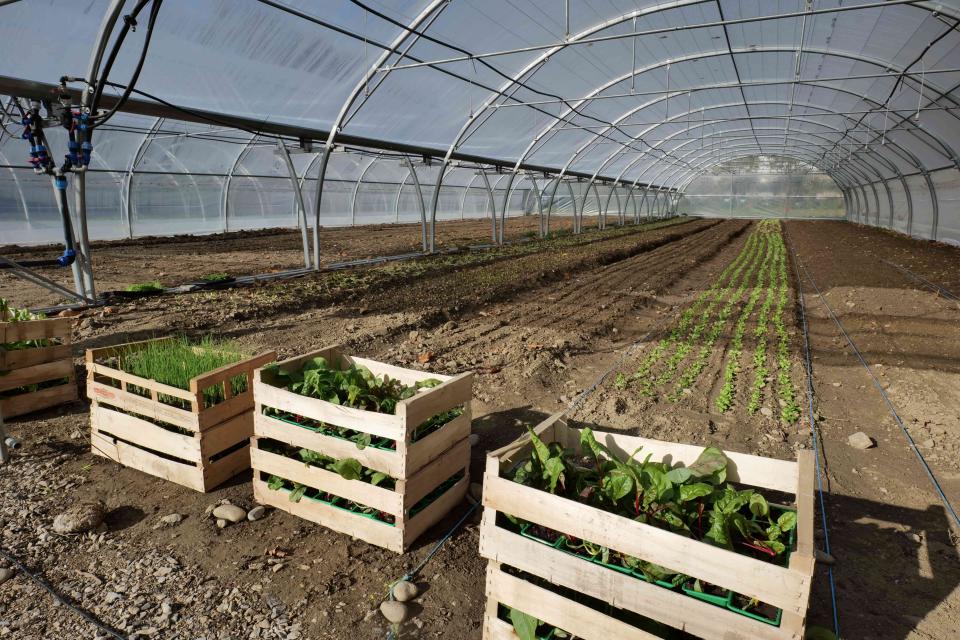 Légumes et fruits de saison seront bientôt récoltés par la SCIC Mille Pousses, et vendus en circuit court.