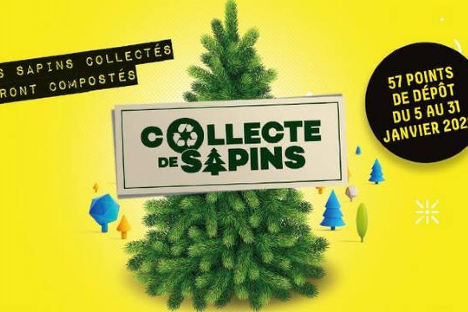 Collecte de sapins.jpg